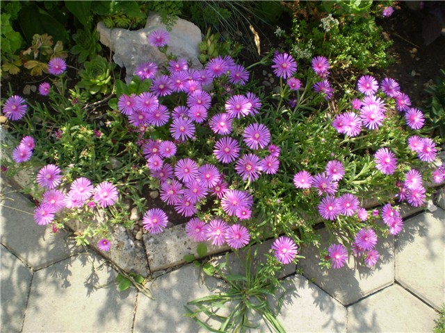 delosperma